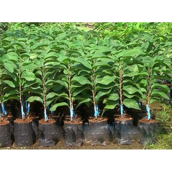 Cây giống na không hạt