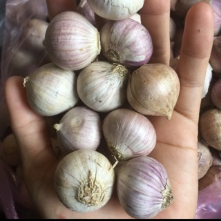 Tỏi cô đơn tỏi 1 nhánh sz nhỏ