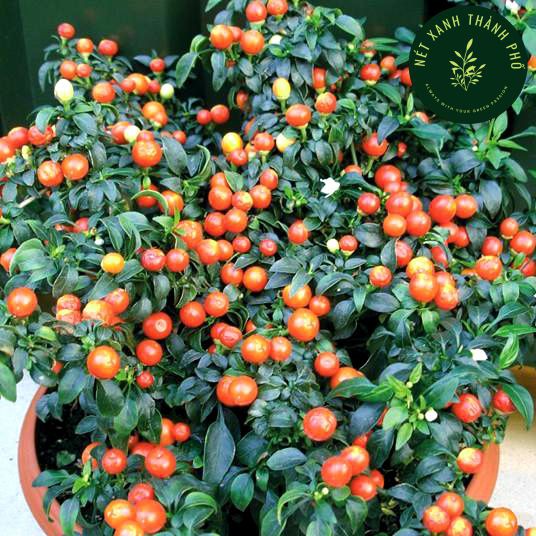 Hạt giống Ớt Trái Tròn 0.2gr, ớt kiểng trái tròn, ớt cảnh quả tròn