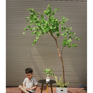Cành Thạch Nam Nhật Bản 100cm