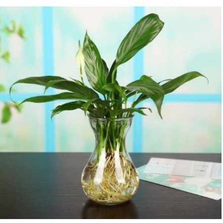 BÌNH TRỒNG THỦY SINH,HÀNH TÂY, TIÊN ÔNG MIỆNG LOE