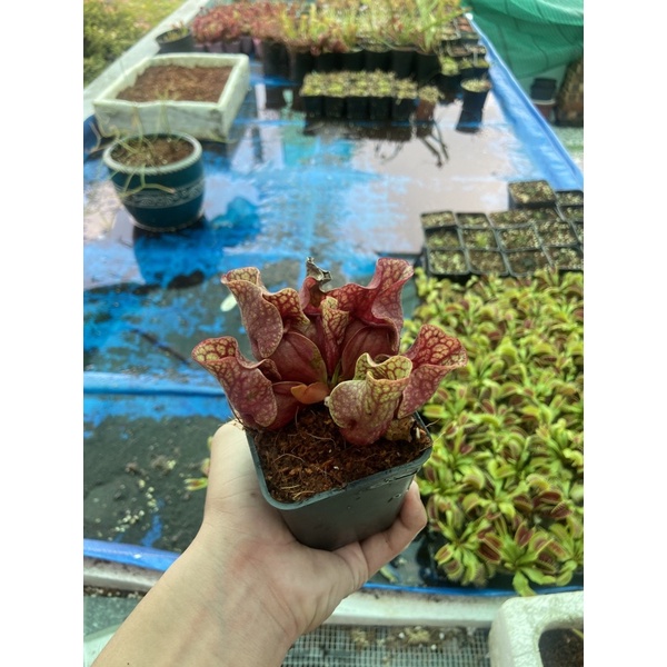 hố bẫy lùn