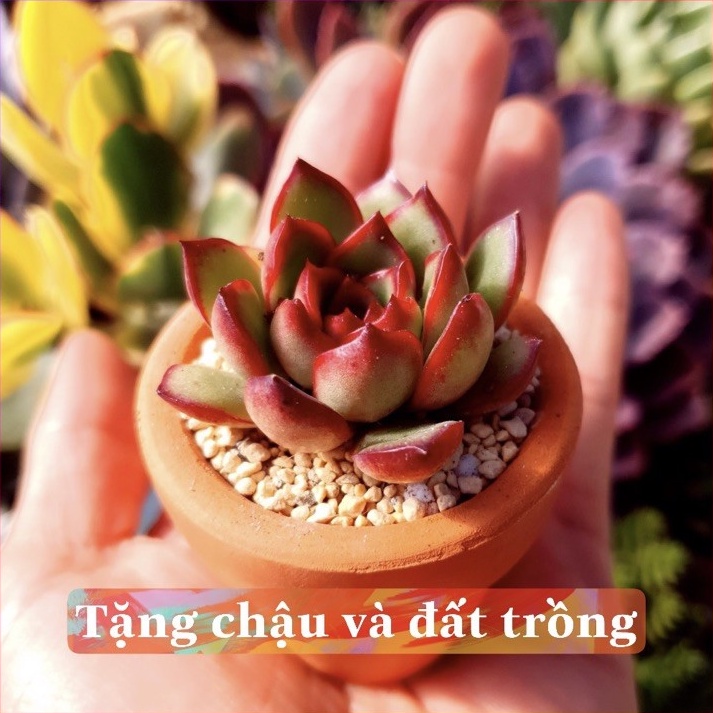 Chậu sen đá từ a-&gt;z SONDA garden (gồm cây, đất, chậu) khoẻ đẹp, lỗi 1 đổi 1