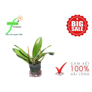[ ƯU ĐÃI LỚN] COMBO 5 CÂY LAN HỒ ĐIỆP CỐC 3.5 MẦM HOA ĐẠI CHO RA HOA VÀO TẾT 2021,NHIỀU MÀU CHO KHÁCH LỰA CHỌN