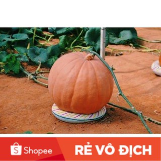 5 hạt bí ngô siêu khổng lồ🍊🍊🍊 ĐỘC LẠ 🍊🍊🍊