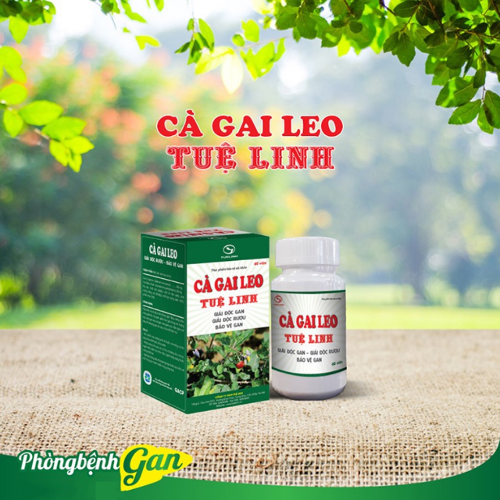Cà Gai Leo Tuệ Linh - Giải Độc Gan, Bổ Gan, Mát Gan, Bảo Vệ Gan, Tăng Cường Chức Năng Gan