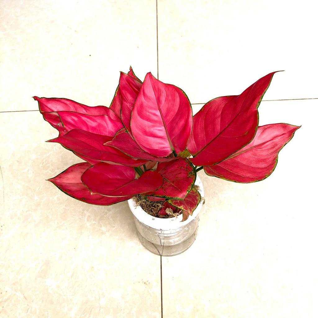 8.10 Cây vạn lộc đỏ thủy sinh