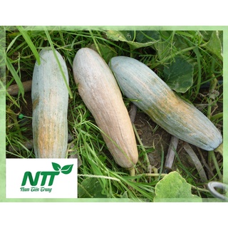 Hạt giống Bí đỏ TN - 01