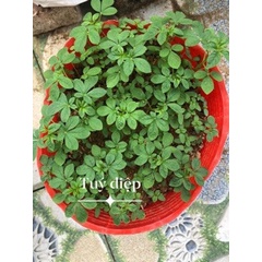 2.000 hạt giống hoa Túy Điệp /mix màu