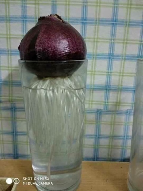 Siêu kích thích ra rễ