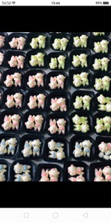 10 con heo tắm tiên silicon
