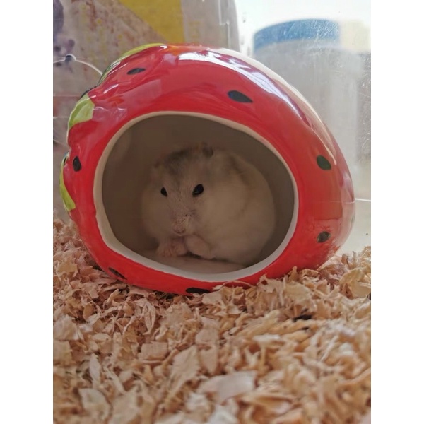 ngủ sứ dâu, dưa hấu cho hamster