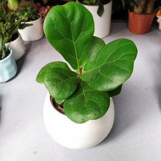 Cây bàng sing [Kèm chậu sứ+ đá trắng] [ Sale ]