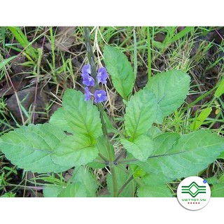 Cây Đuôi Chuột khô 1KG - T191