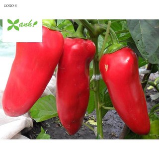 ⚡️ GÓI 50 HẠT ỚT SỪNG BÒ F1⚡️  SIÊU TO SIÊU KHỔNG LỒ