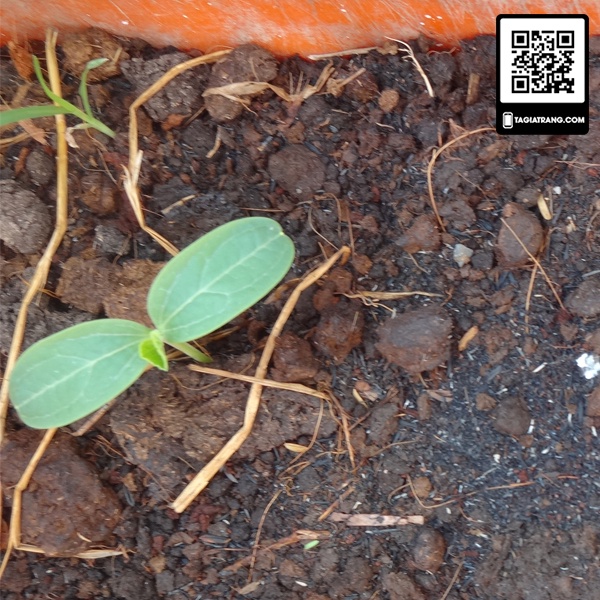 [Bán sỉ] - Hạt giống bí ngồi xanh