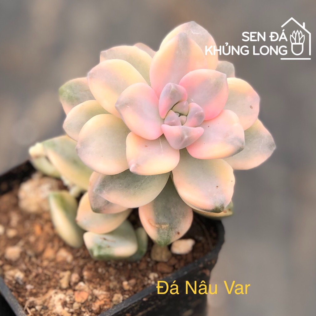 sen đá nâu var - graptoveria titubans variegated
