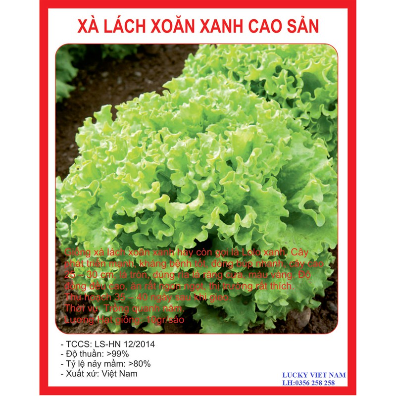 5Gr Hạt Giống Xà Lách Xoan Xanh