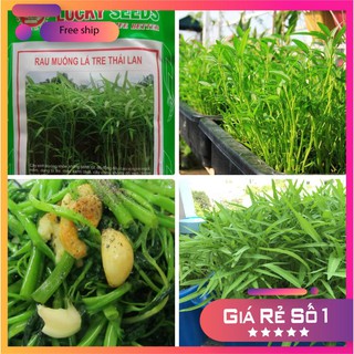 HẠT GIỐNG RAU MUỐNG LÁ TRE 50 GRAM LUCKY.VN