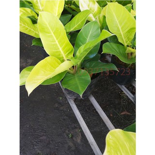 Cây Trầu Bà Đế Vương Vàng