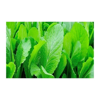 Hạt giống cải bẹ xanh mỡ .