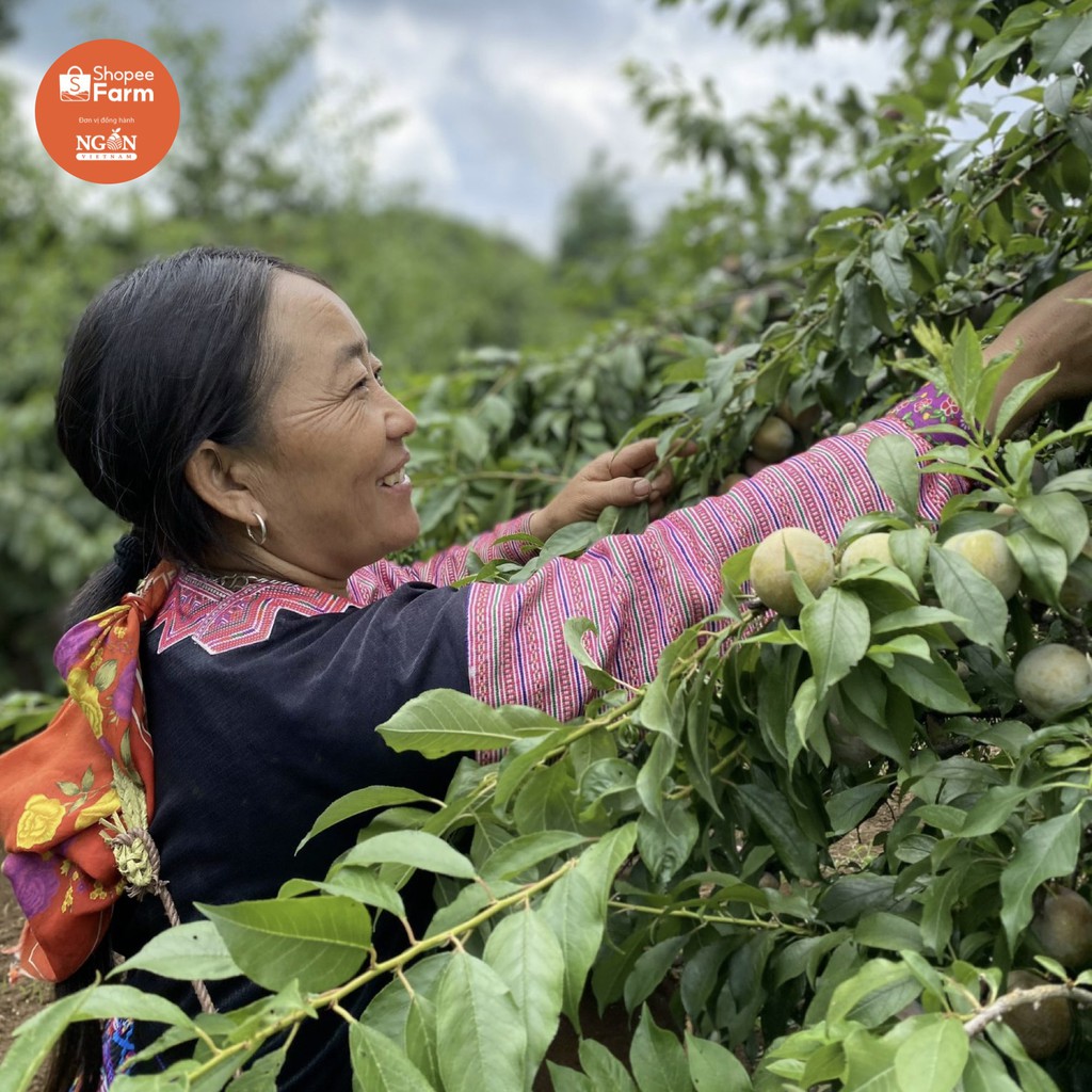 [HN] 1KG VIP 1 MẬN HẬU SƠN LA GIÒN TƯƠI CHÍN MỌNG | BigBuy360 - bigbuy360.vn