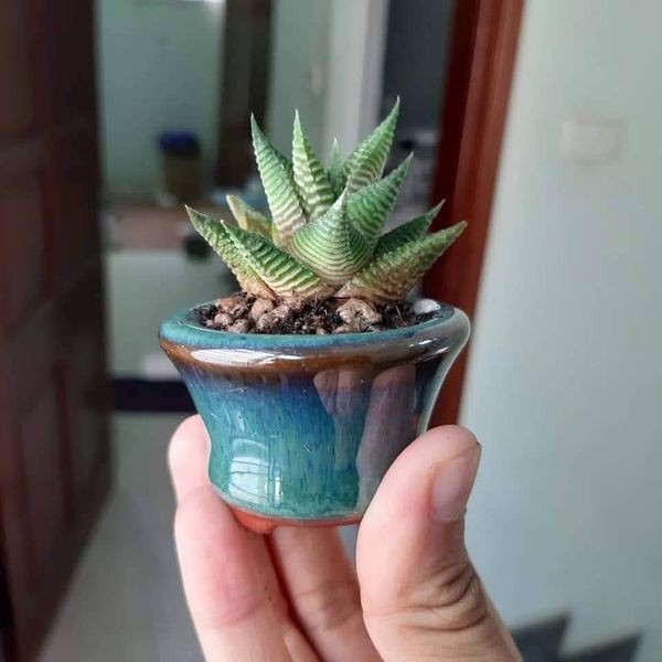 Chậu đất nung trồng sen đá và xương rồng trang trí nhà, văn phòng vá bàn làm việc  [nếu còn