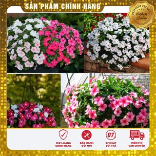 Hạt Giống Hoa Dừa Cạn Rũ Nhiều Màu(50 hạt)