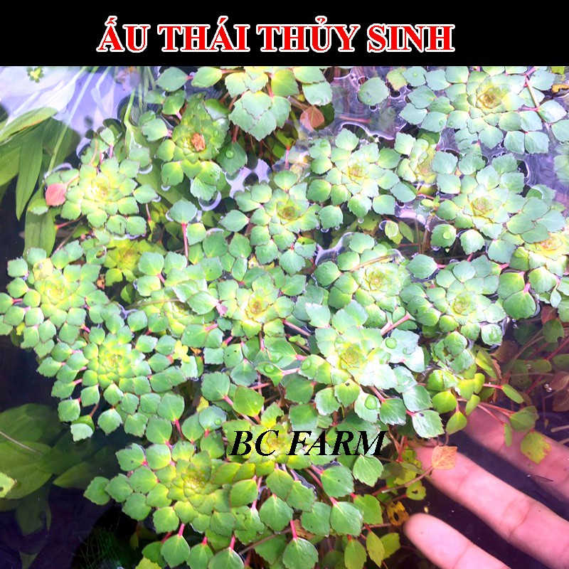 ẤU THÁI - THỦY SINH - SIÊU ĐẸP