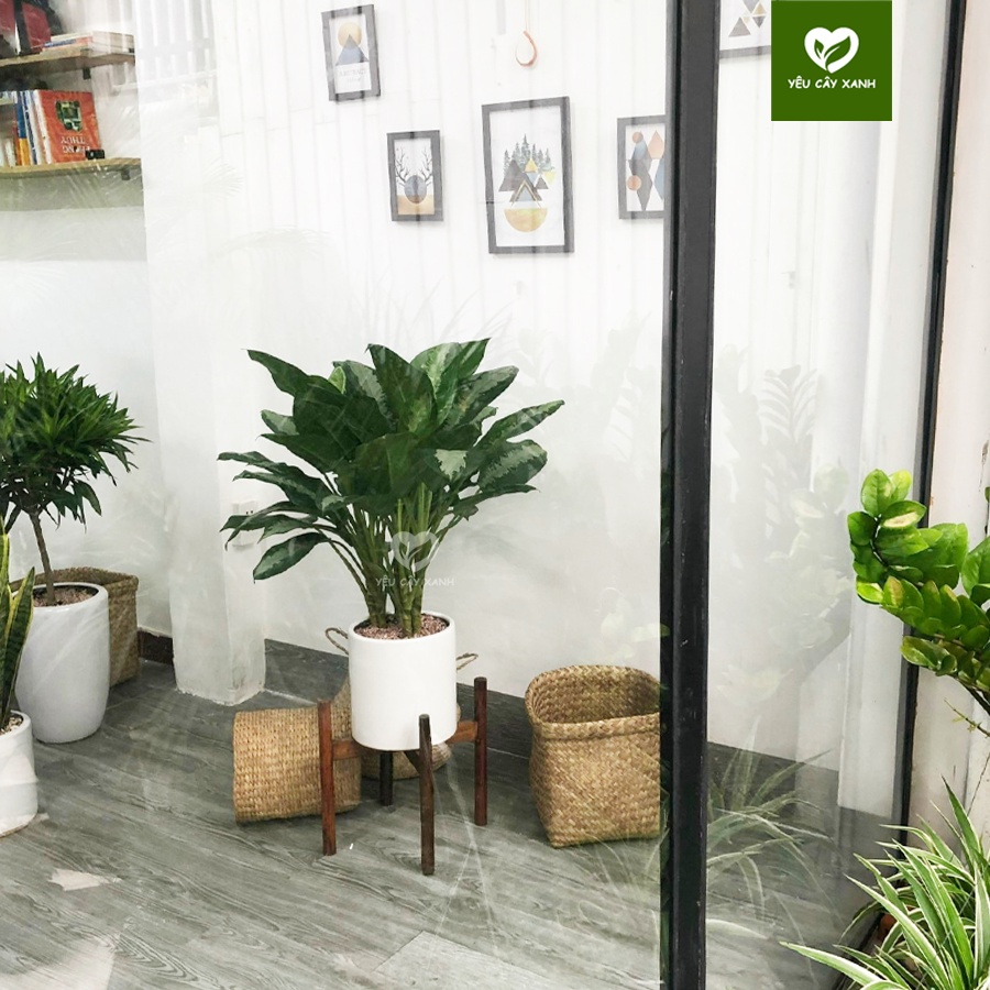 Cây Thanh Lam ( Cây Vạn Phúc ) nội thất trang trí văn phòng, cửa hàng giúp thanh lọc không khí