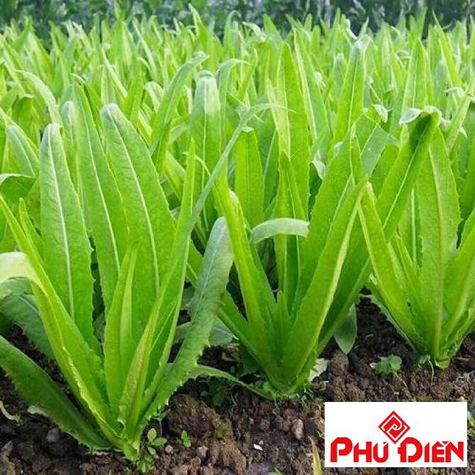 hạt giống rau diếp thơm 5 gram  PHÚ ĐIỀN