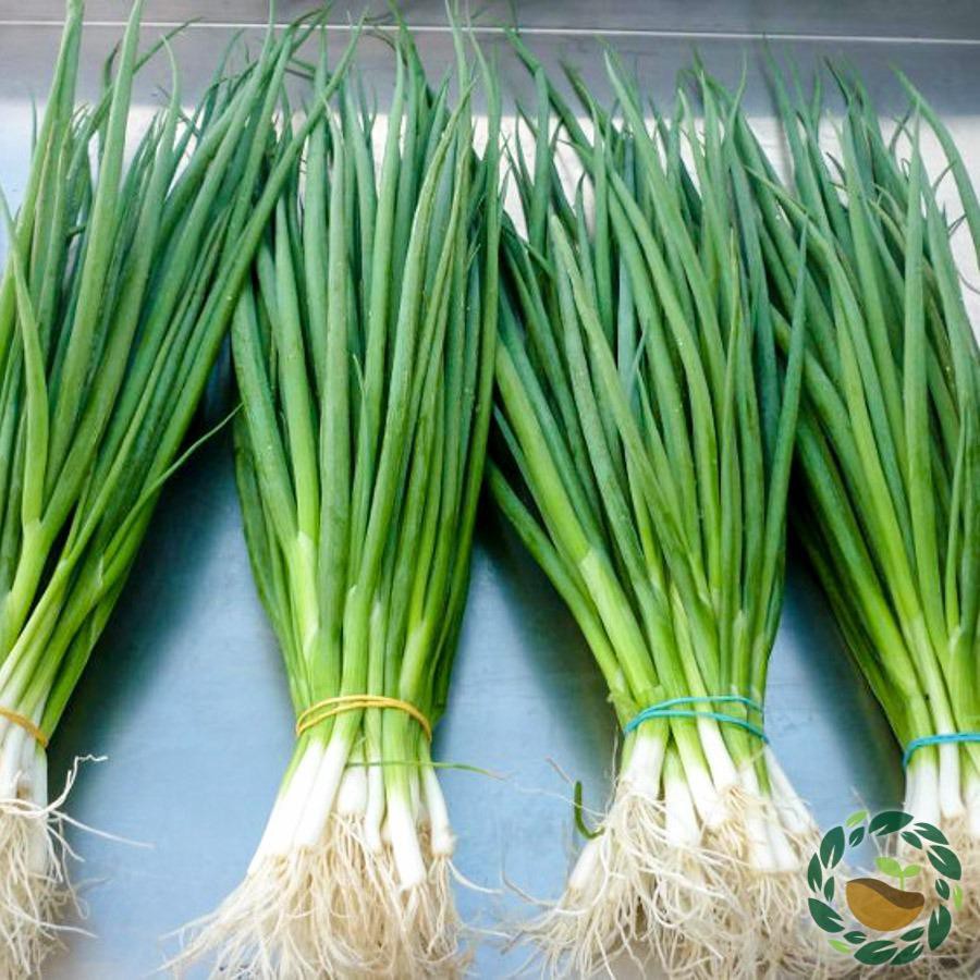 Hạt giống hành lá gốc trắng - PNSeeds