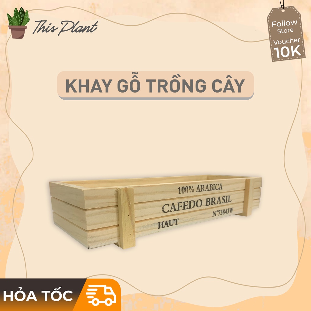 Khay gỗ trồng cây để bàn - Chất liệu gỗ dễ trang trí, phù hợp cho các cây để bàn mini