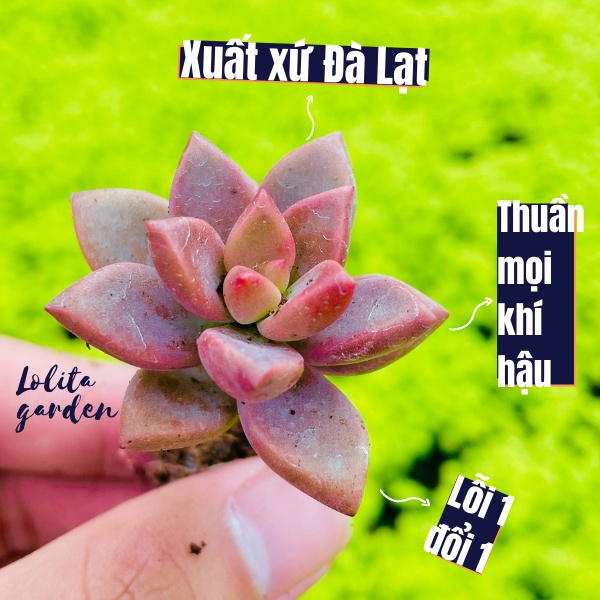 SEN ĐÁ ĐÁ NÂU SIZE MINI, HÀNG ĐÀ LẠT, SIÊU XINH SIÊU KHỎE, LỖI 1 ĐỔI 1