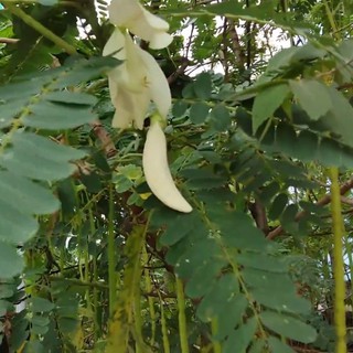 Hạt giống bông so đũa