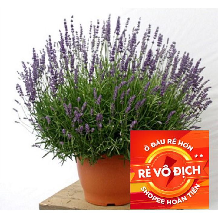 50h hạt giống hoa oải hương Lavender TRỢ GIÁ