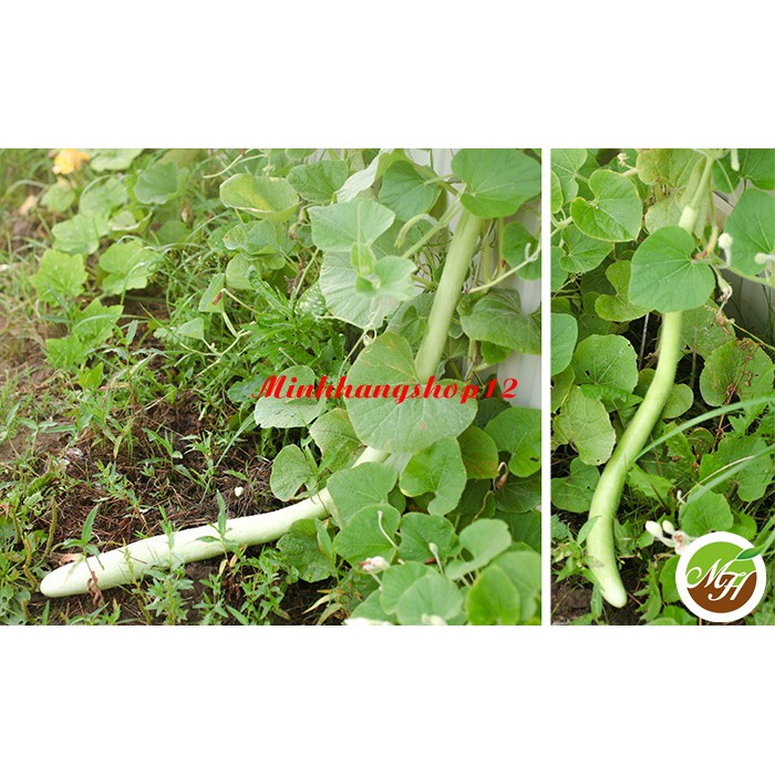 5 Hạt giống Bầu Qủa Dài 2 Mét Kèm Qùa Tặng Và Hướng Dẫn Ươm Trồng