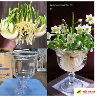 Ly nhựa trồng hoa thủy tiên hàng đẹp