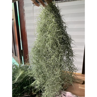 Cây không khí tóc tiên ( chùm lớn)