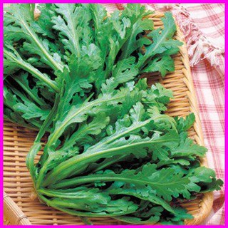 Gói 20g hạt giống Rau Tần Ô Lá Tròn (Cúc Nếp)
