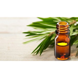 Tinh dầu tràm nguyên chất (100ml)