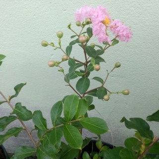 Chậu hoa tường vi hồng giống ( chưa ra hoa )