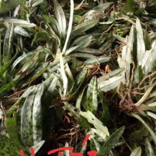 Hoa lanHài Táo