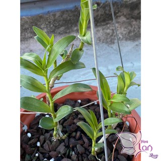 Phi điệp 5 cánh trắng Phú Thọ ki năm 2