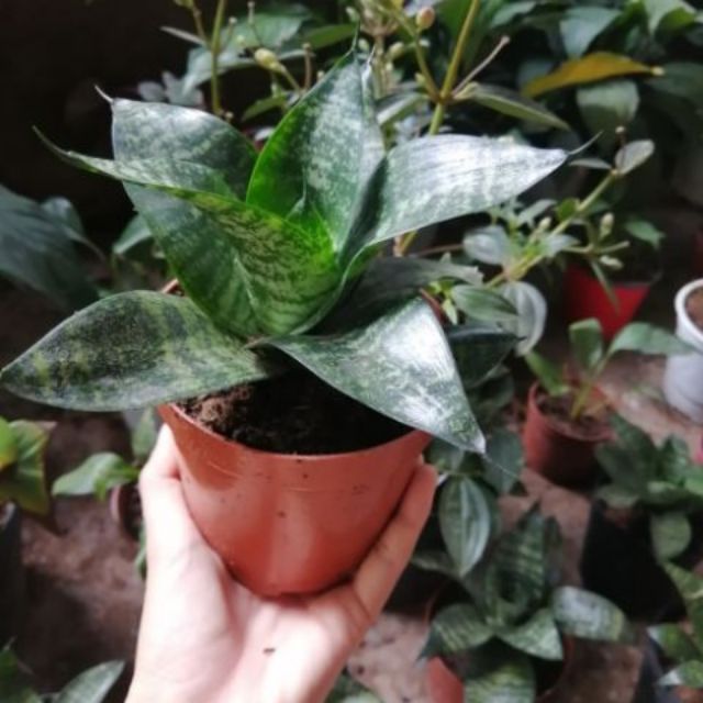 Cây lưỡi hổ lùn ( lưỡi mèo)