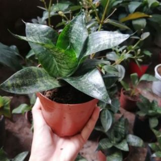 Cây lưỡi hổ lùn ( lưỡi mèo)