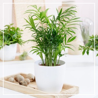 Chậu cây để bàn Cau Tiểu Trâm