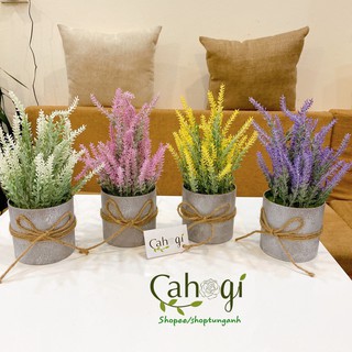 Hoa Giả - Chậu Hoa Oải Hương