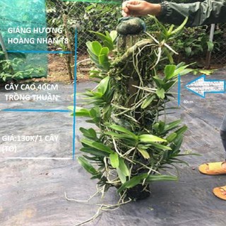 Hoa lan giáng hương hoàng nhạn tháng 8( cây to) ki mập khỏe ấm chậu