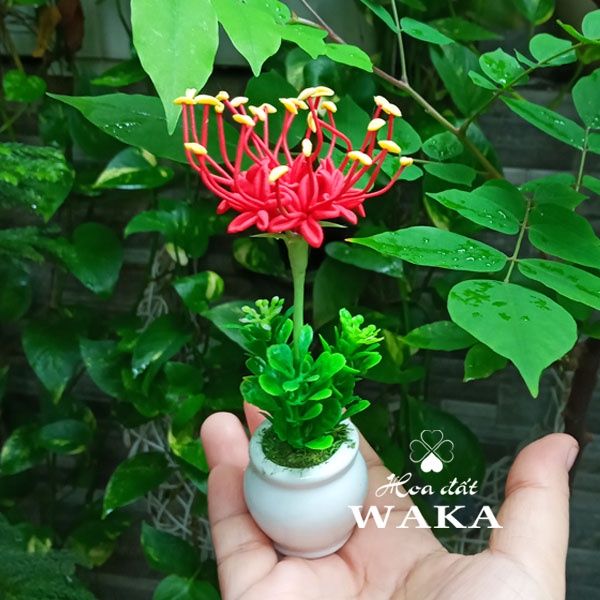 Hoa Đất Sét Mini- Hoa Bỉ Ngạn